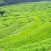 大山の千枚田